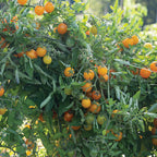 Tomate Pepita de Oro