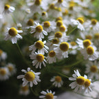 Manzanilla Chamomile