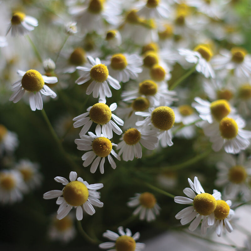 Manzanilla Chamomile