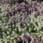 Alyssum Wandering Mix