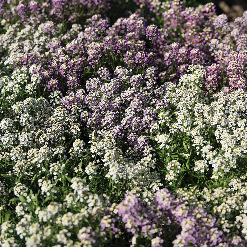 Alyssum Wandering Mix