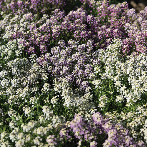 Alyssum Wandering Mix