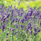 Lavanda Elegancia Púrpura