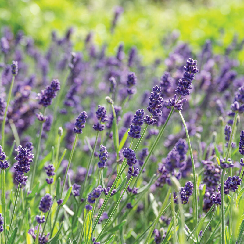 Lavanda Elegancia Púrpura