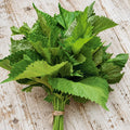 Shiso Verde