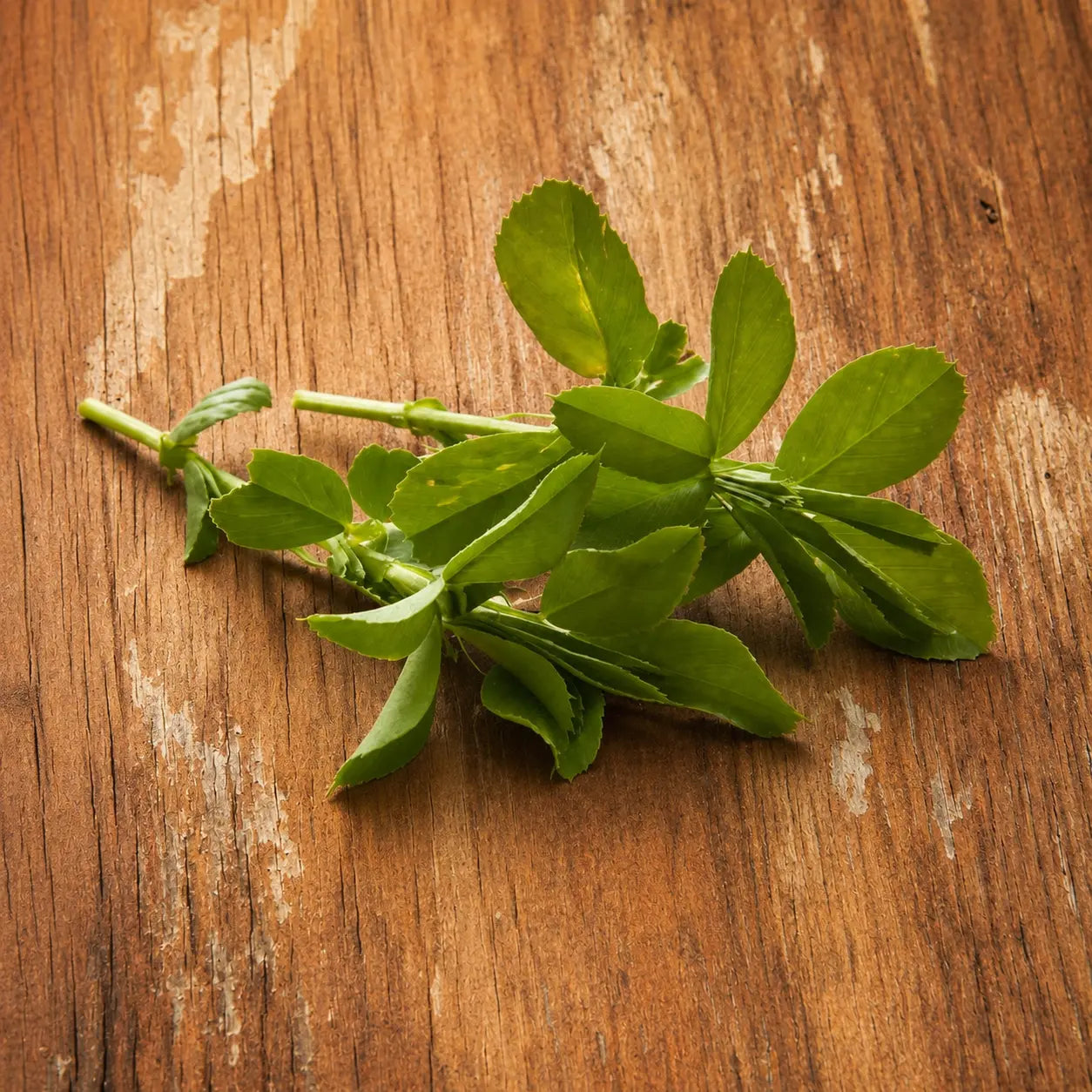 Alfalfa Cuf 101