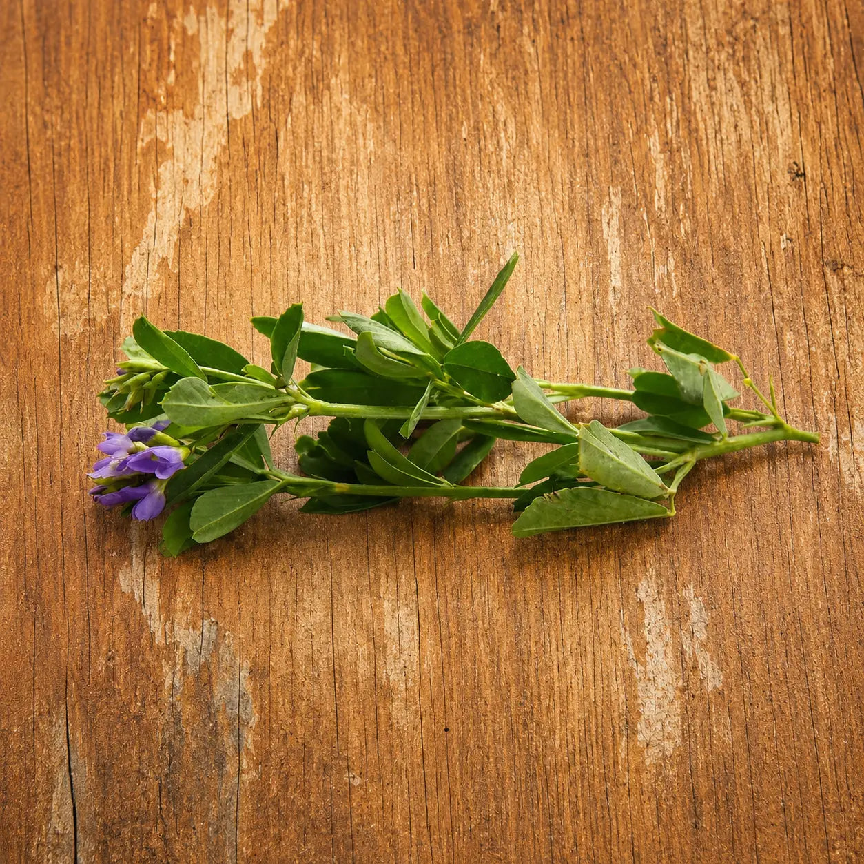 Alfalfa Cuf 101