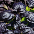 Albahaca Basil Amatista