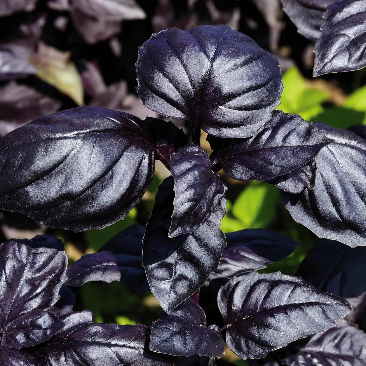Albahaca Basil Amatista