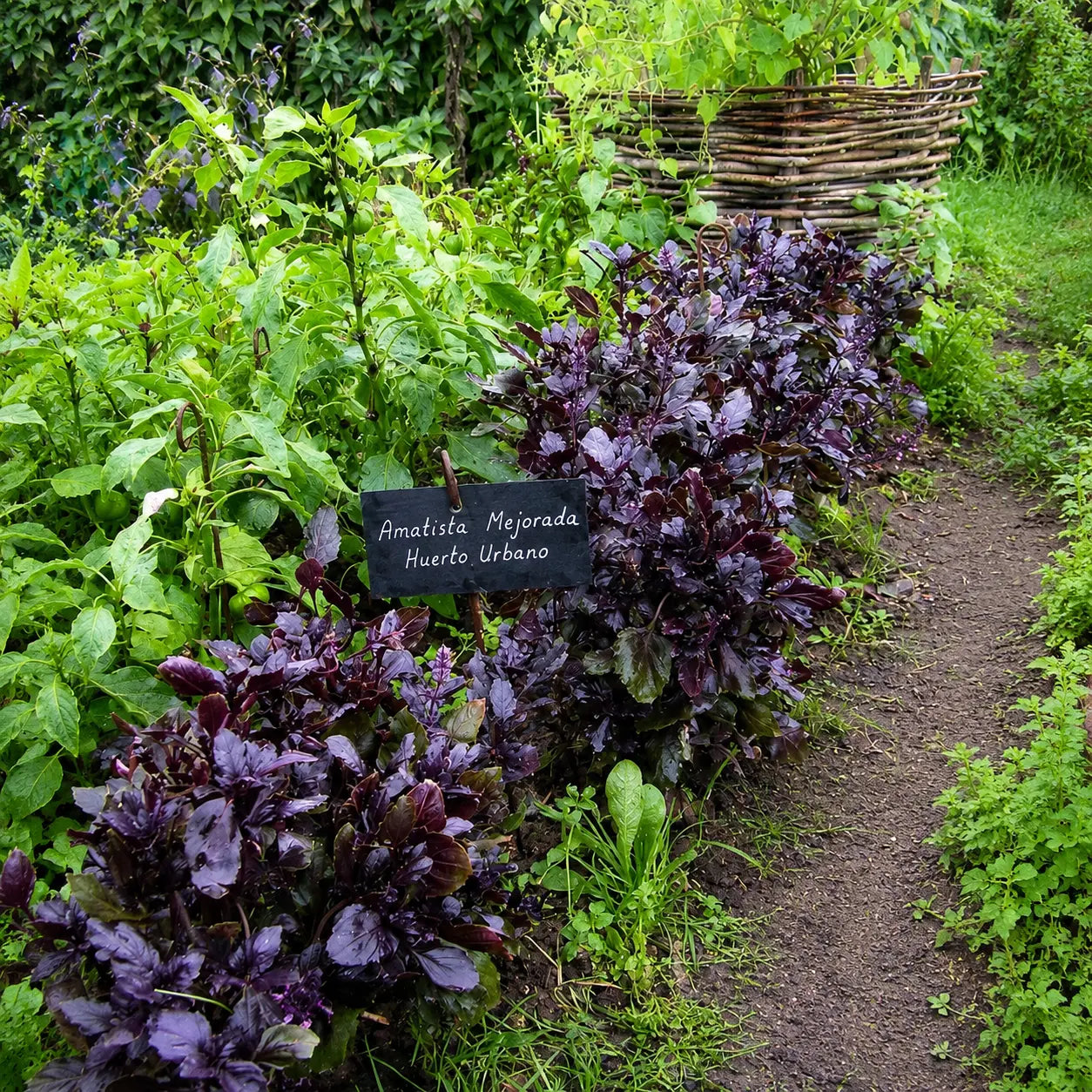 Albahaca Basil Amatista