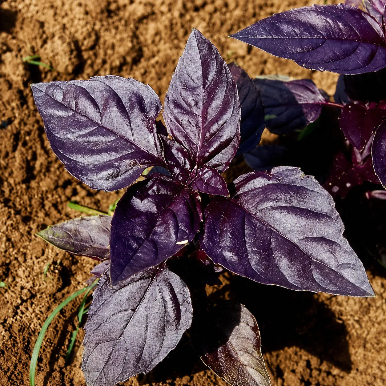 Albahaca Basil Amatista