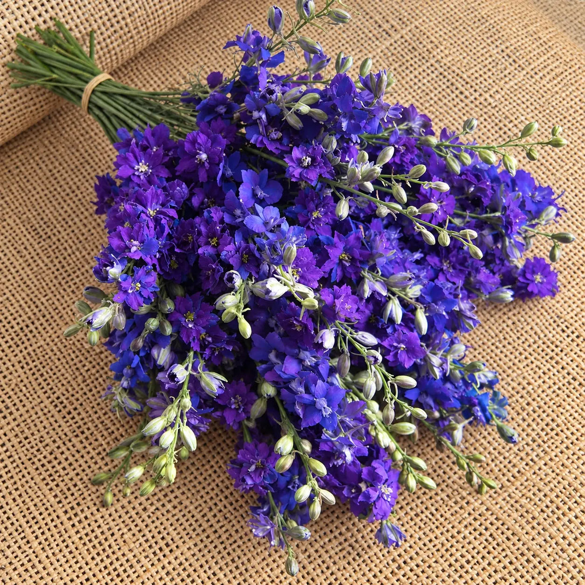 Larkspur QIS™ Azul Lavanda