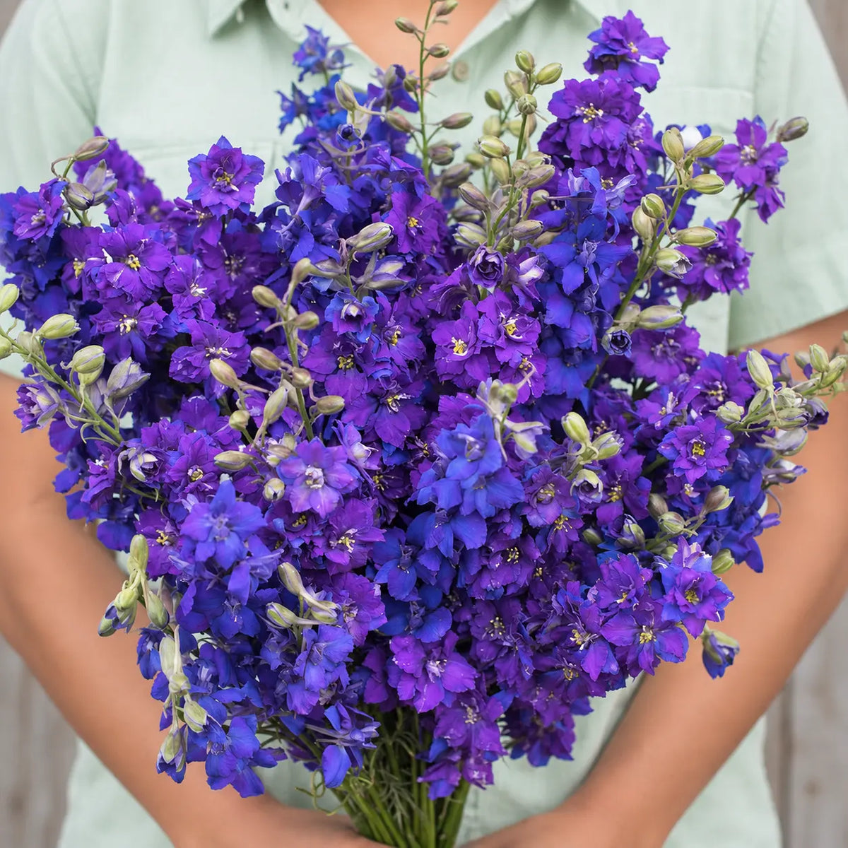 Larkspur QIS™ Azul Lavanda