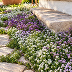 Alyssum Wandering Mix