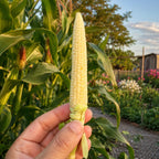 Maíz Bco Baby Corn Glacial F1