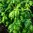 Albahaca Basil Winner