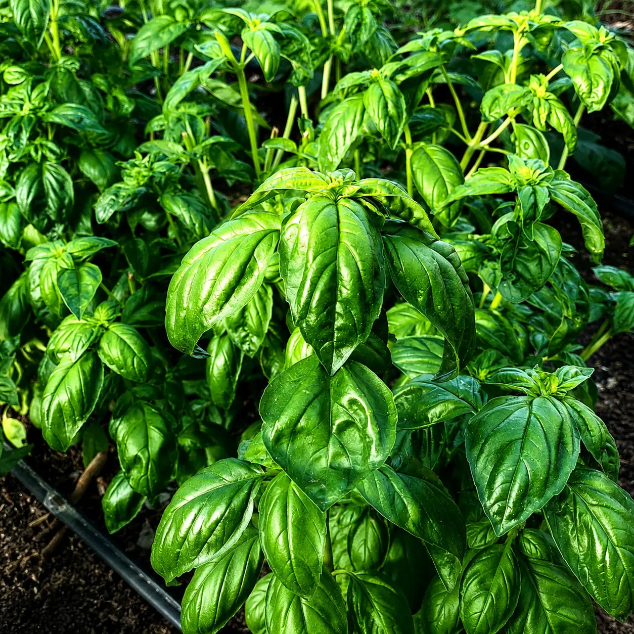 Albahaca Basil Winner