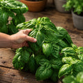 Albahaca Basil Winner