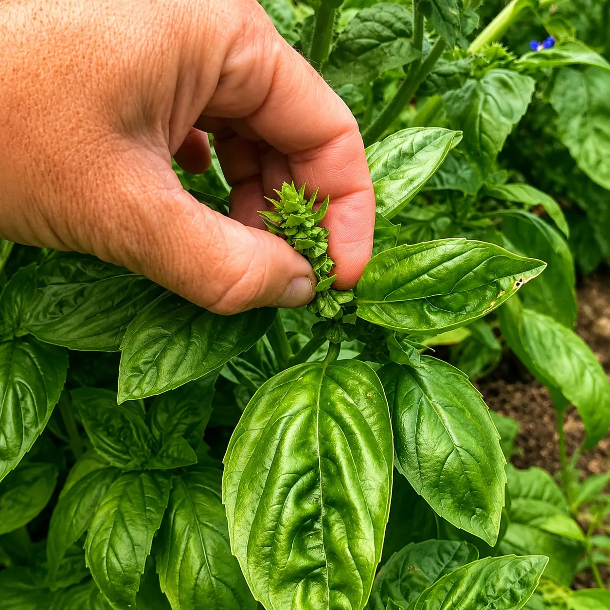 Albahaca Basil Winner