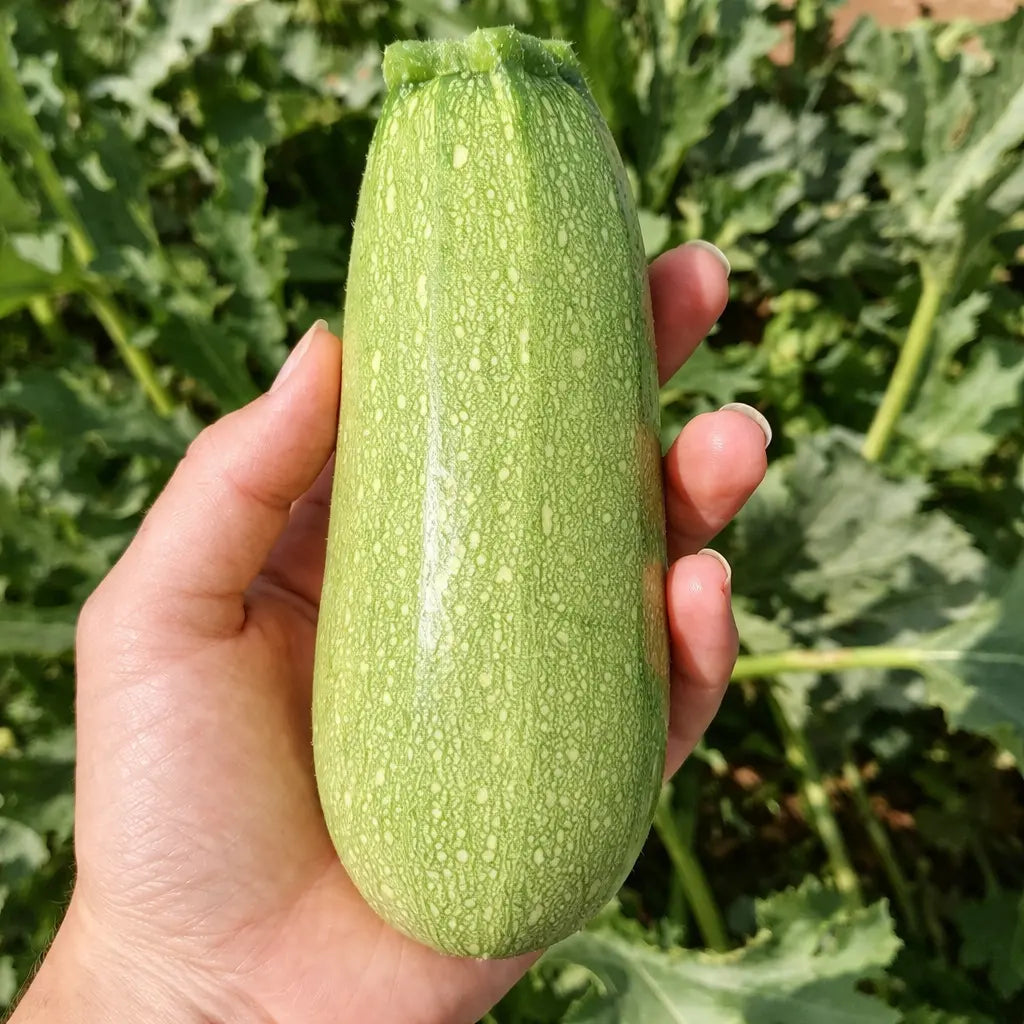 Calabaza Macaria F1