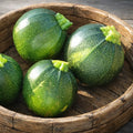 Calabaza Round Zuchinni