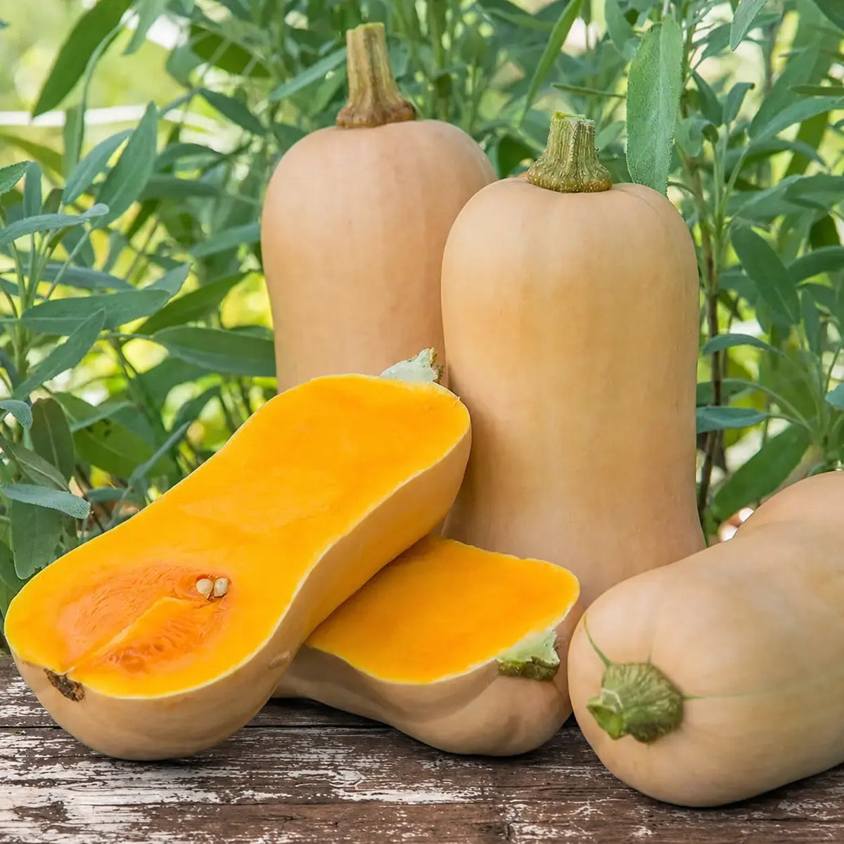 Calabaza Waltham Butternut