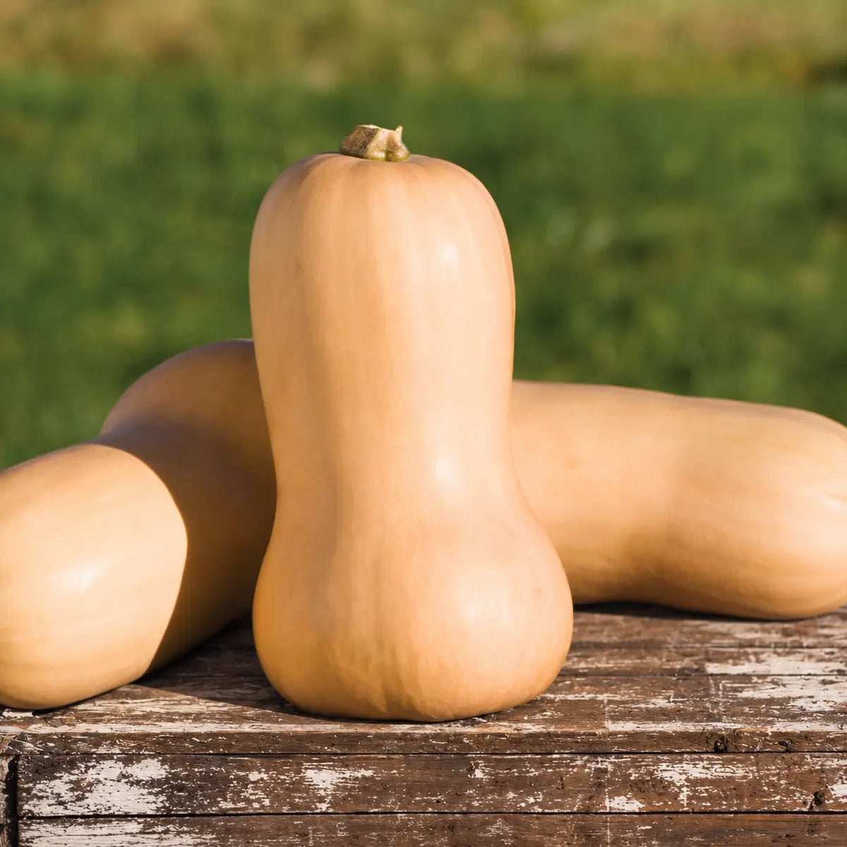 Calabaza Waltham Butternut