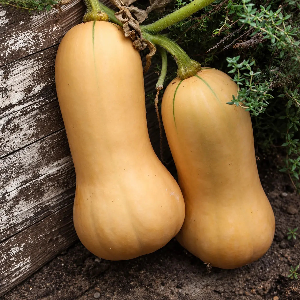 Calabaza Waltham Butternut