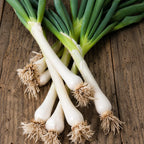 Cebolla Cambray Tokio Long