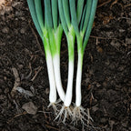 Cebolla Cambray Tokio Long