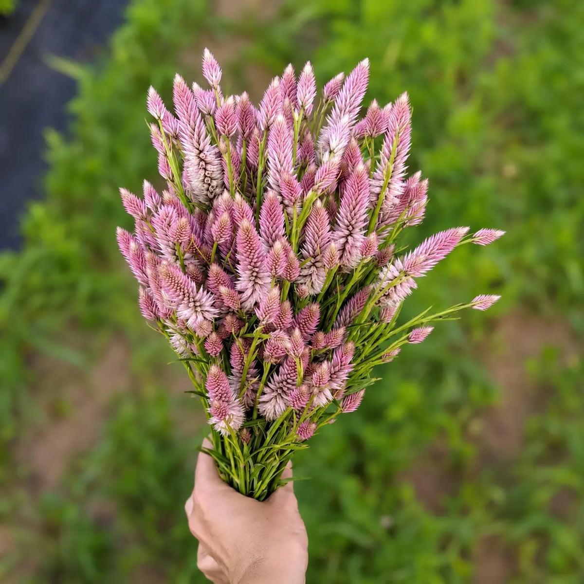 Celosia Pluma de Flamingo