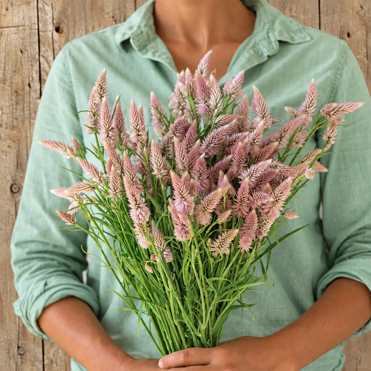Celosia Pluma de Flamingo