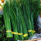 Chives Nelly Fine F1