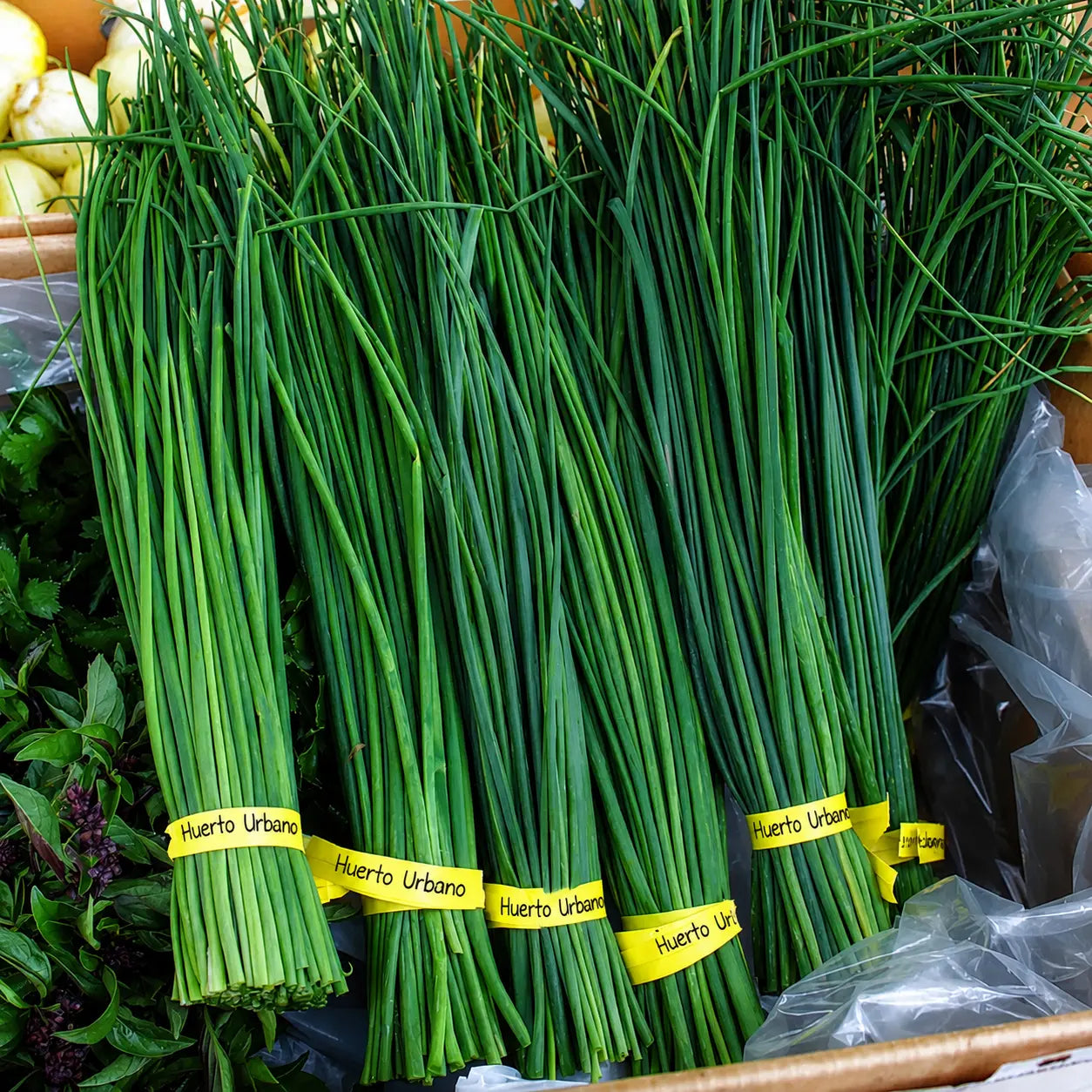 Chives Nelly Fine F1