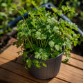 Cilantro Fiesta Verde