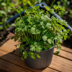 Cilantro Fiesta Verde