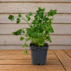Cilantro Fiesta Verde