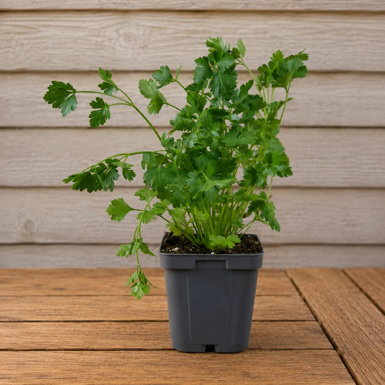Cilantro Fiesta Verde