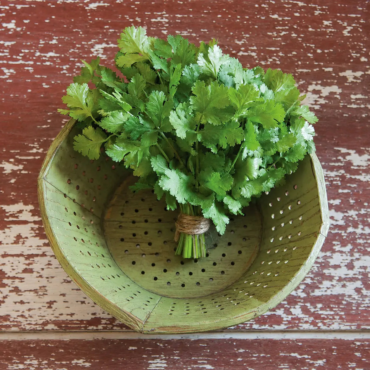 Cilantro Long Standing