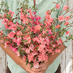 Clarkia Salmón Elegante