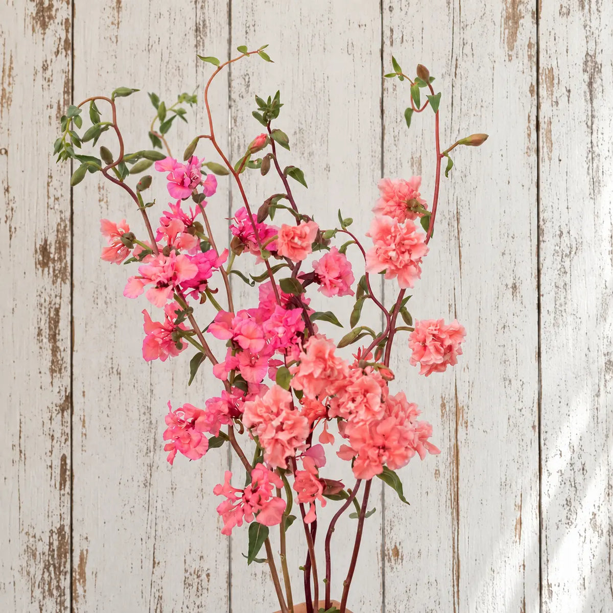 Clarkia Salmón Elegante