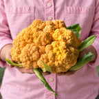 Coliflor Clementina F1