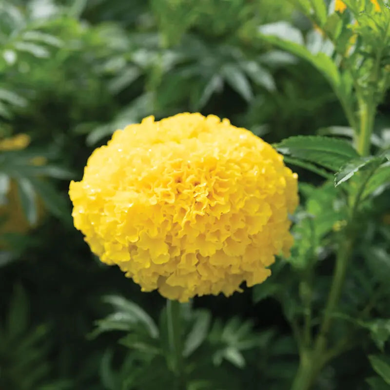 Marigold Coco™ Amarillo F1