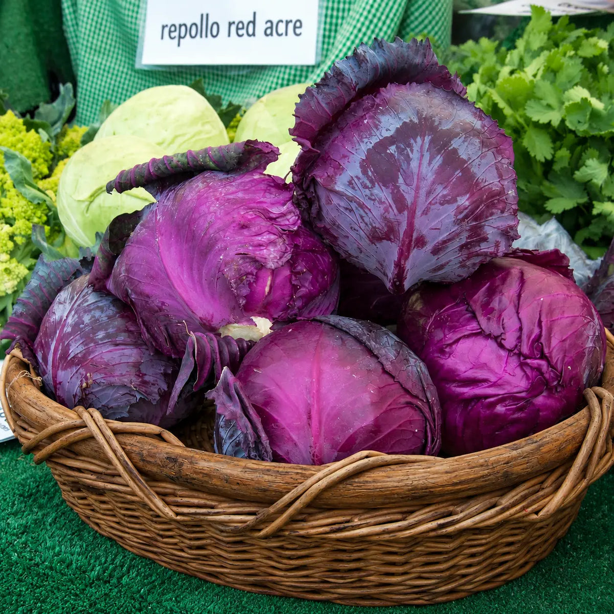 Repollo Red Acre