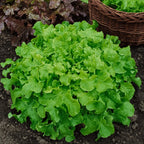 Lechuga Green Salad Bowl