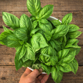 Albahaca Basil Nufar
