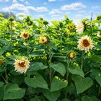 Girasol Pro Cut White Lite