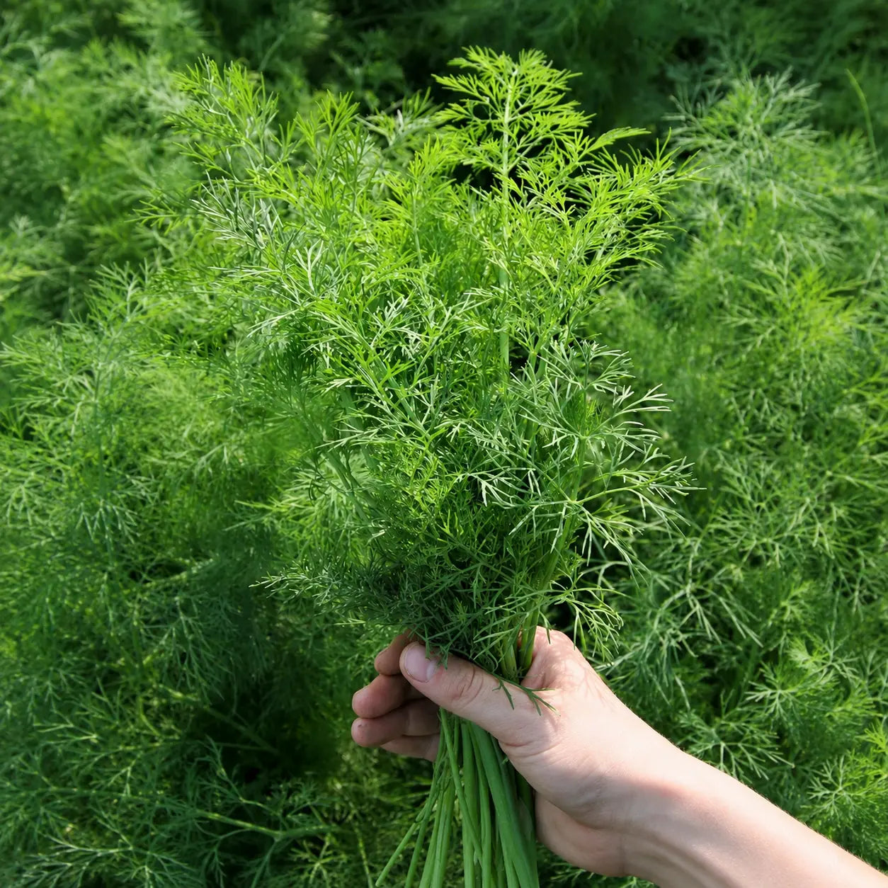 Eneldo Dill Bouquet