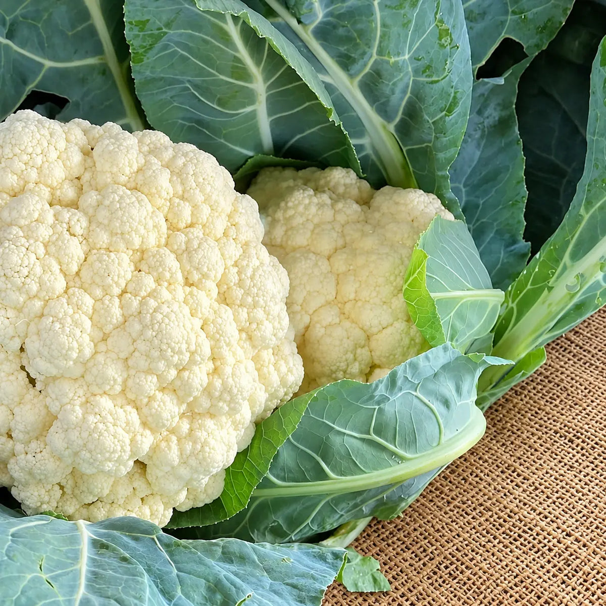 Coliflor Snow Ball