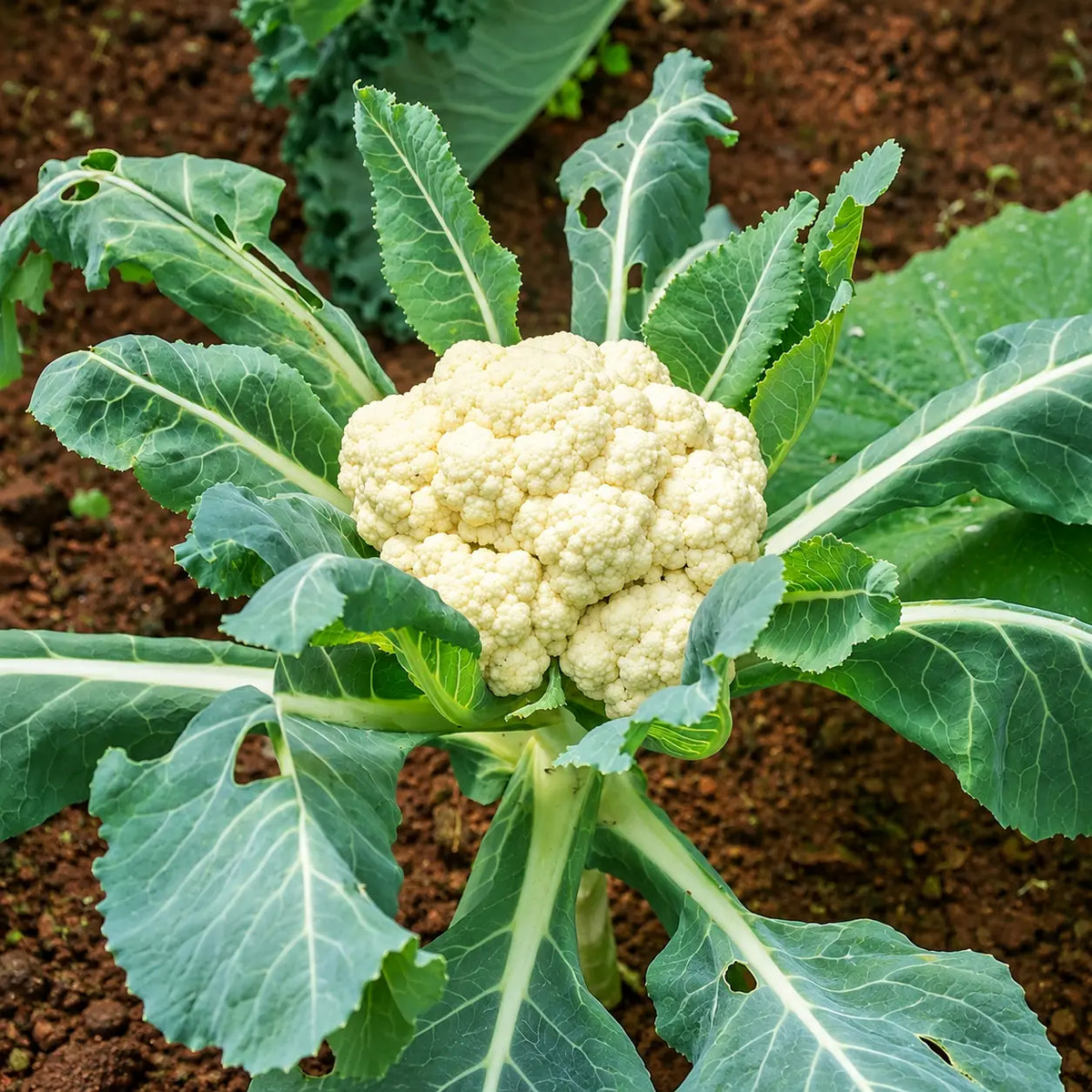 Coliflor Snow Ball
